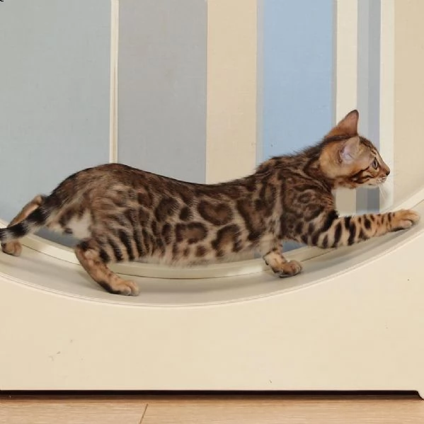 bengal cuccioli disponibili !!!