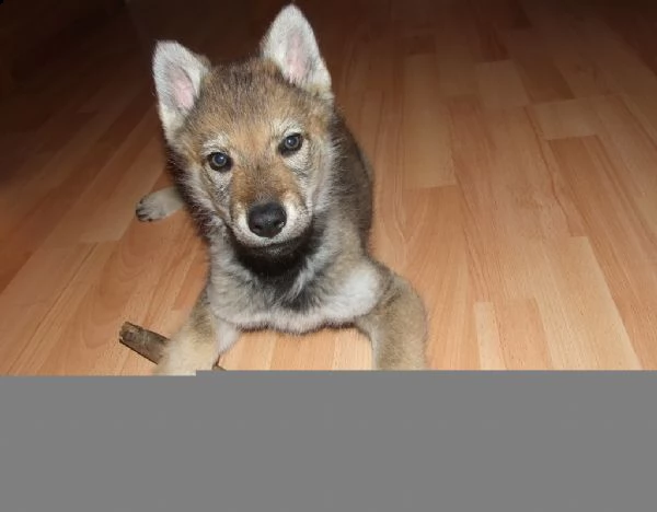 cuccioli di cane lupo cecoslovacco