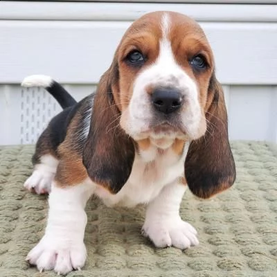 cuccioli di basset hound in adozione