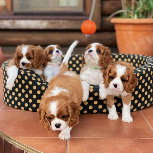 cavalier king cuccioli bicolore