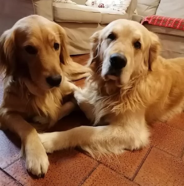 Cuccioli di Golden Retriever con Pedigree ENCI