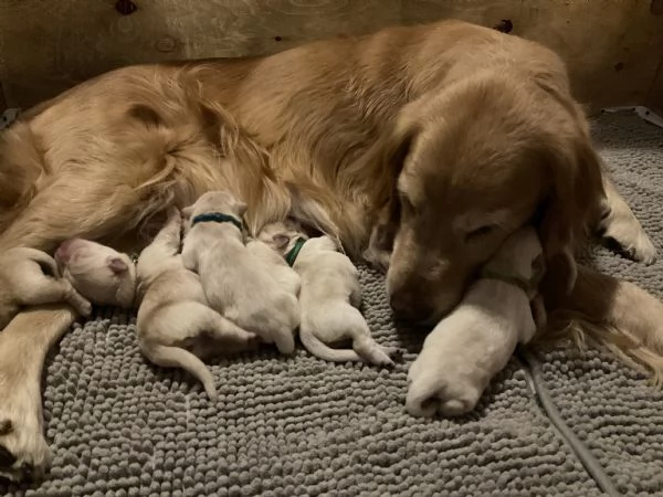 Cuccioli di Golden Retriever con Pedigree ENCI | Foto 3