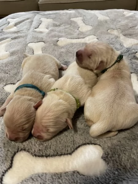 Cuccioli di Golden Retriever con Pedigree ENCI | Foto 2