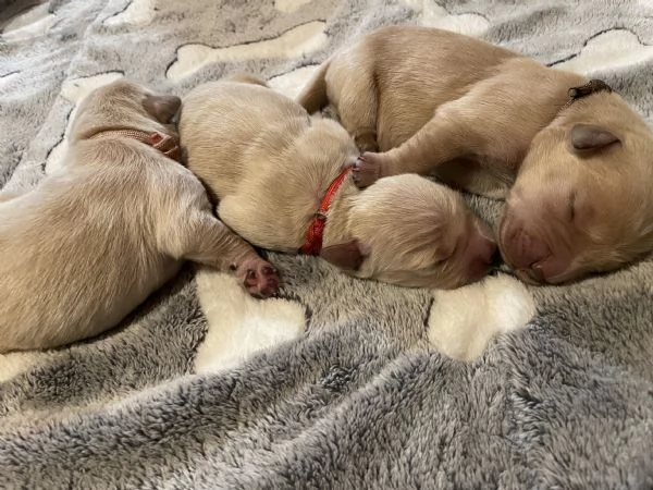 Cuccioli di Golden Retriever con Pedigree ENCI | Foto 0