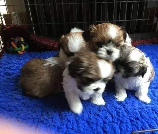 vendo bellissimi cuccioli shih tzu teacup.