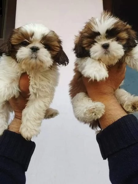 vendo bellissimi cuccioli shih tzu teacup. | Foto 1