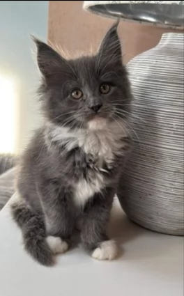 gatto di maine coon