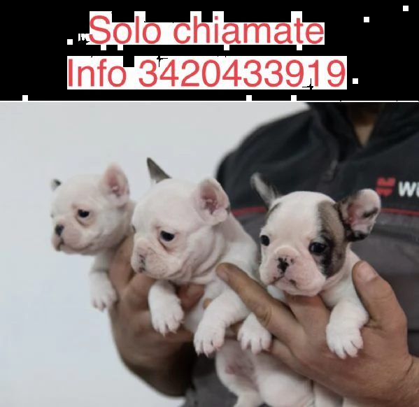 bouledogue francese pedigree enci  | Foto 1