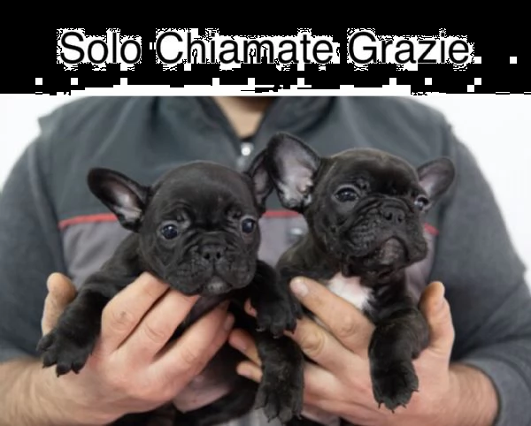 bouledogue francese pedigree enci  | Foto 0