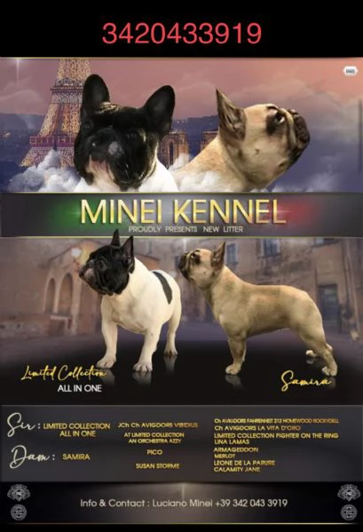 bouledogue francese pedigree enci 