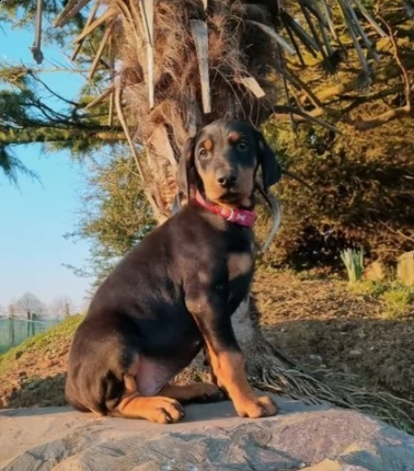 dobermann cuccioli  | Foto 0