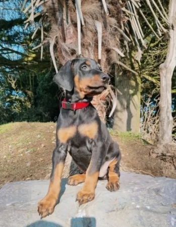 dobermann cuccioli 