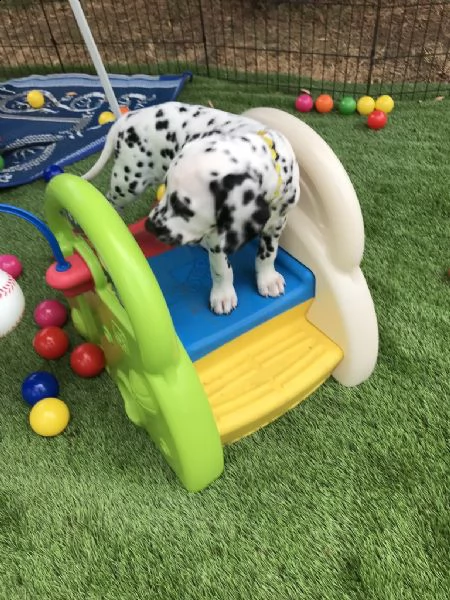 cuccioli dalmata | Foto 0