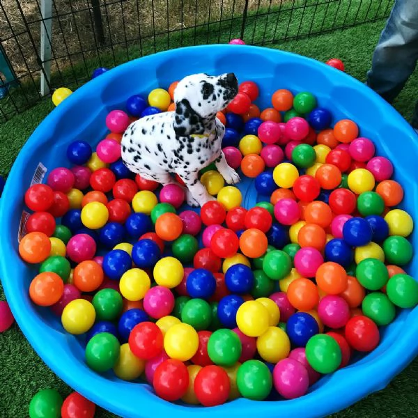 cuccioli dalmata