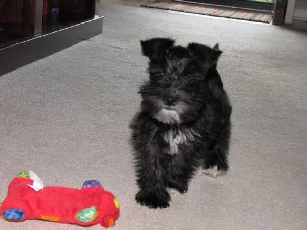 cuccioli di schnauzer miniatura