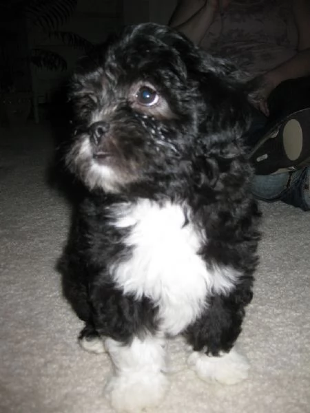 lhasa apso cuccioli