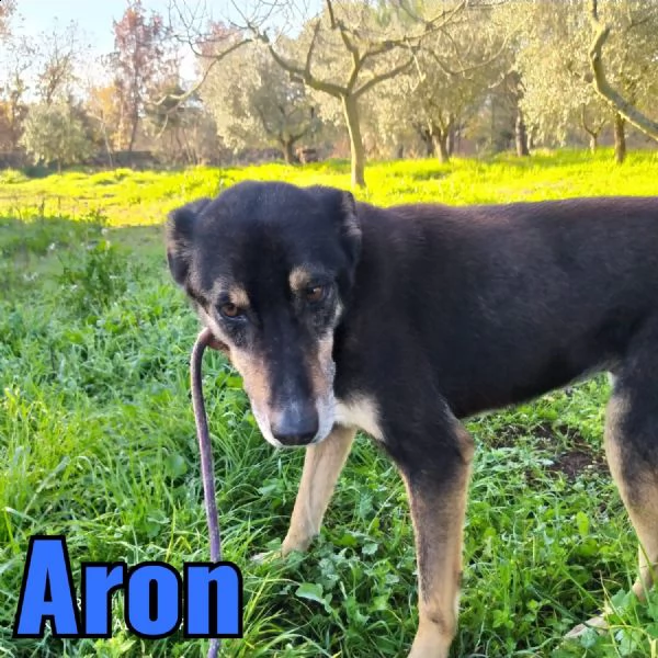 aron, adulto di taglia media  | Foto 3