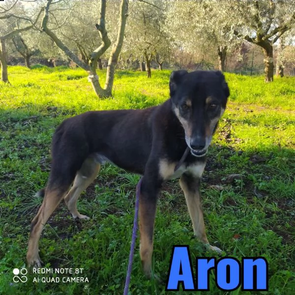 aron, adulto di taglia media  | Foto 1