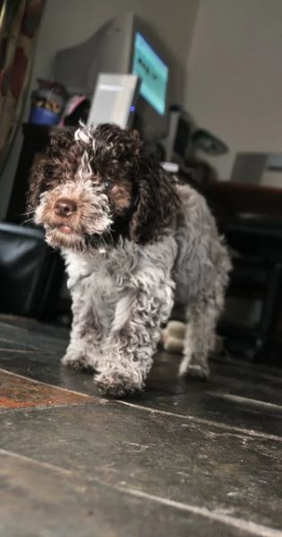 cuccioli di lagotto romagnolo | Foto 0