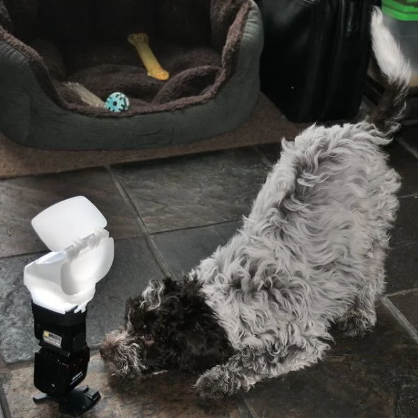 cuccioli di lagotto romagnolo