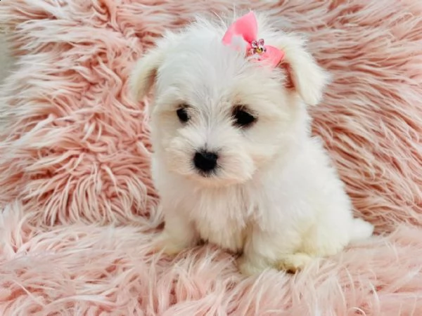 gorgeous maltese puppies