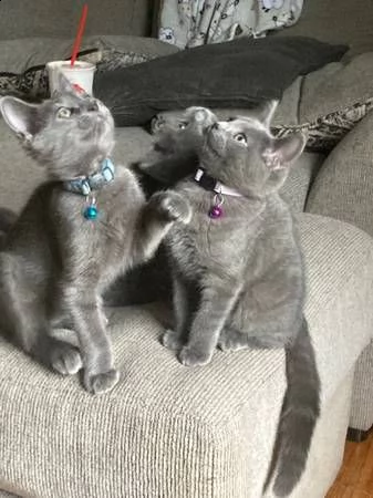 russian blue kittens