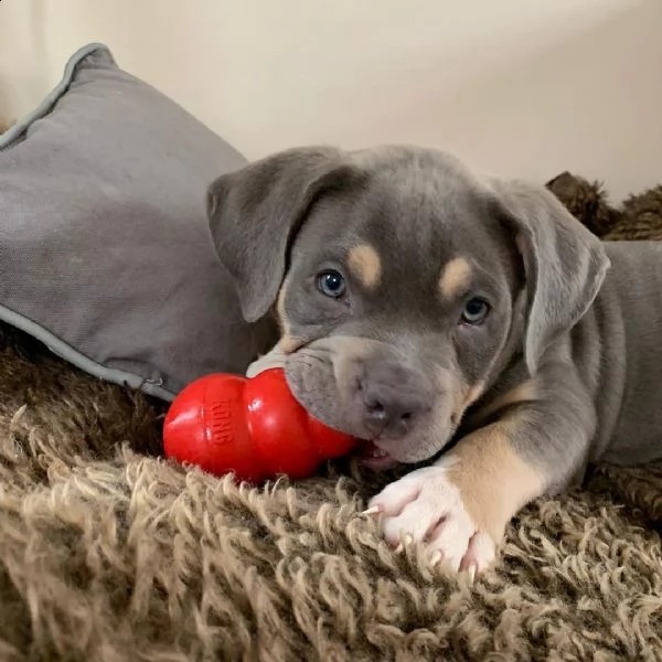 cucciolo in adozione