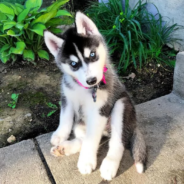 cucciolo siberiano dagli occhi azzurri  | Foto 0