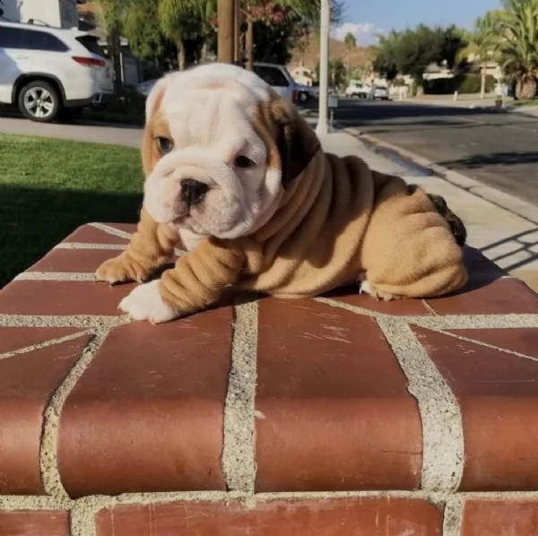 regalo english bulldog..... 