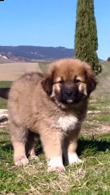 fantastici cuccioli di pastore del caucaso | Foto 0