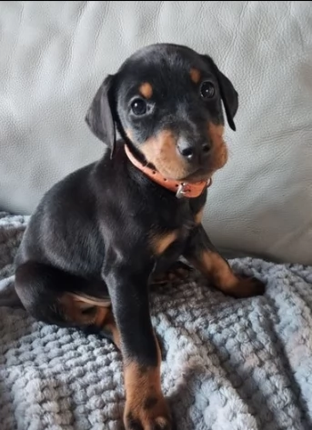 cuccioli di dobermann maschi e femmine