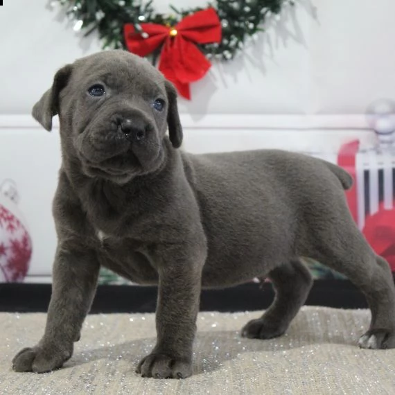 regalo abbiamo cuccioli di corso cane