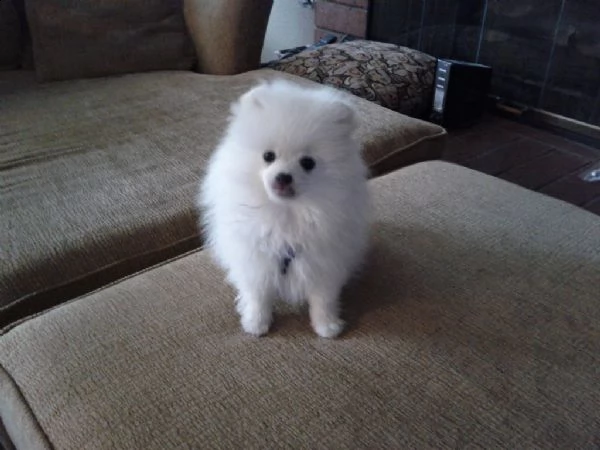 stupendi cuccioli di pomerania | Foto 0