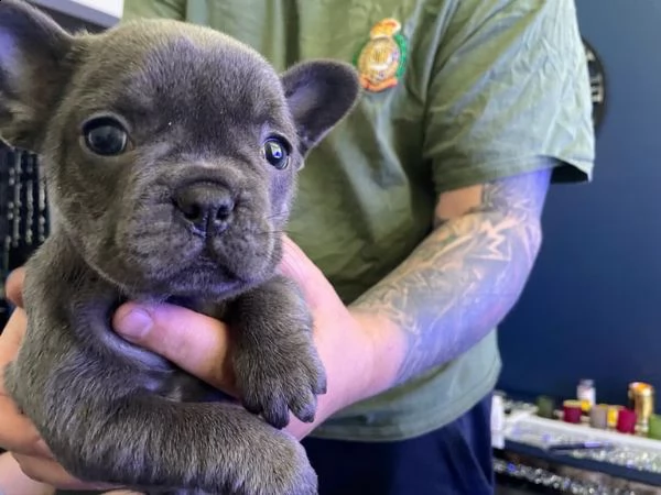 cuccioli di bulldog francese | Foto 5