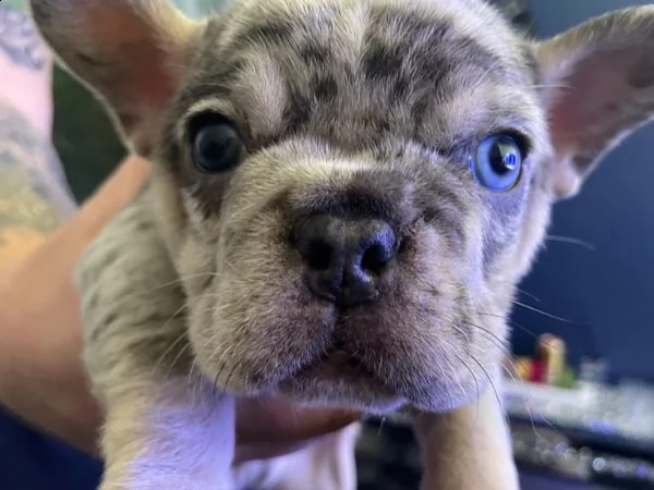 cuccioli di bulldog francese | Foto 4