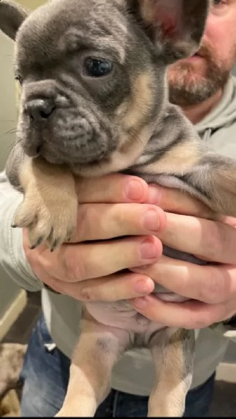 cuccioli di bulldog francese | Foto 3