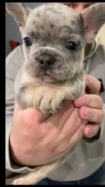 cuccioli di bulldog francese | Foto 2