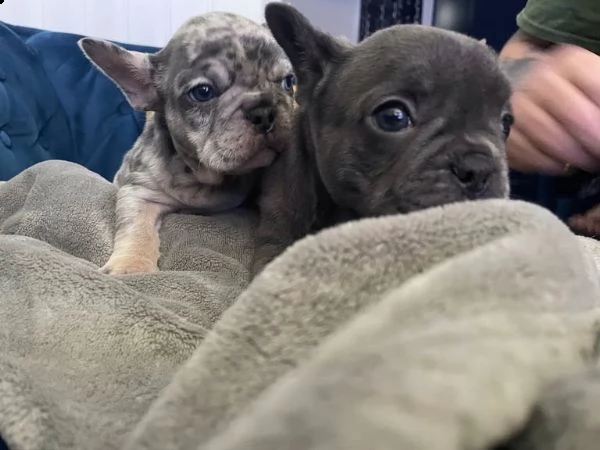 cuccioli di bulldog francese | Foto 1