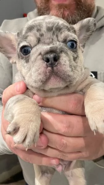 cuccioli di bulldog francese | Foto 0