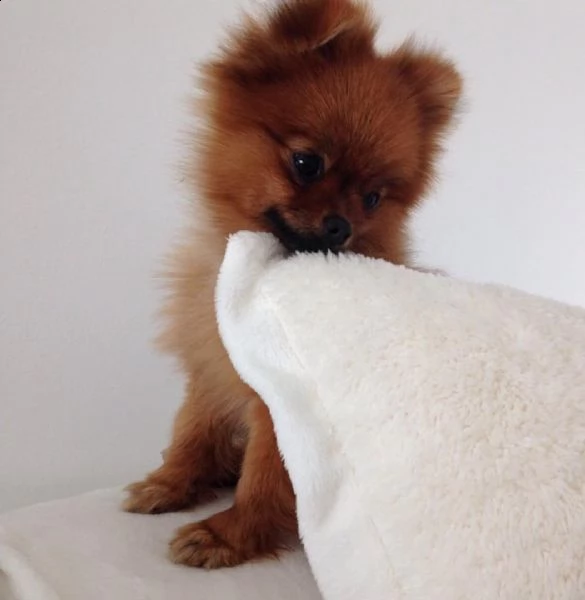 cuccioli pomerania