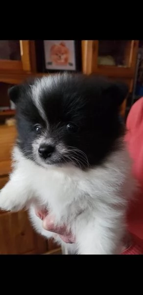 ho 4 bellissimi piccoli cuccioli di pomerania che cercano la loro casa per sempre.