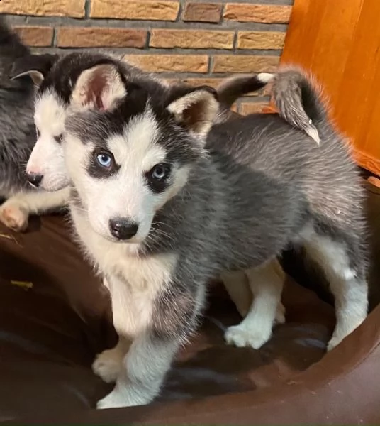 siberian husky occhi color ghiaccio stupendi | Foto 4