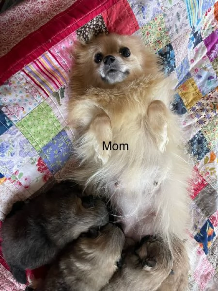 disponibili cuccioli di pomerania