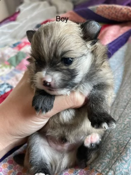 disponibili cuccioli di pomerania | Foto 4