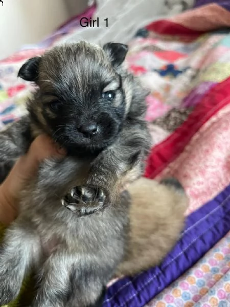 disponibili cuccioli di pomerania | Foto 3