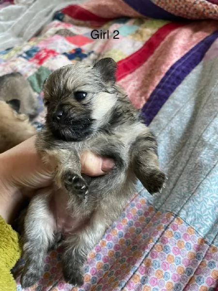 disponibili cuccioli di pomerania | Foto 1