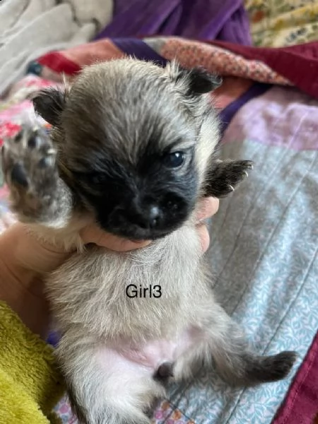 disponibili cuccioli di pomerania | Foto 0