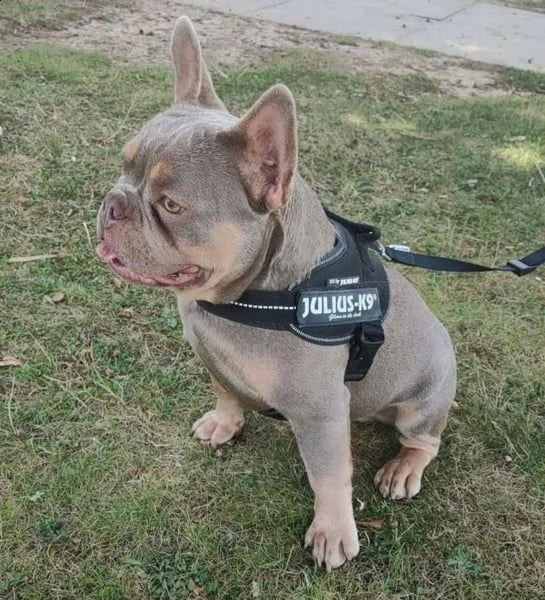 cucciolo di bulldog francese disponibile per regalo | Foto 1