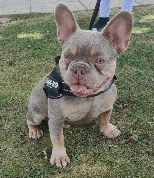 cucciolo di bulldog francese disponibile per regalo | Foto 0