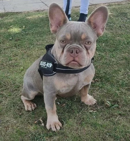 cucciolo di bulldog francese disponibile per regalo